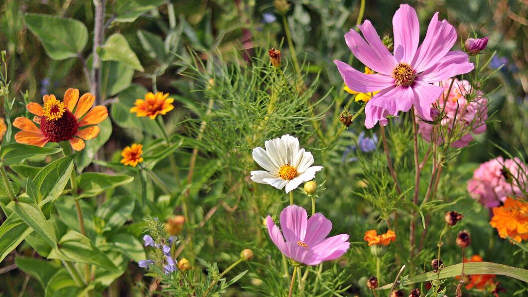 kleurige bloemen in de wegberm