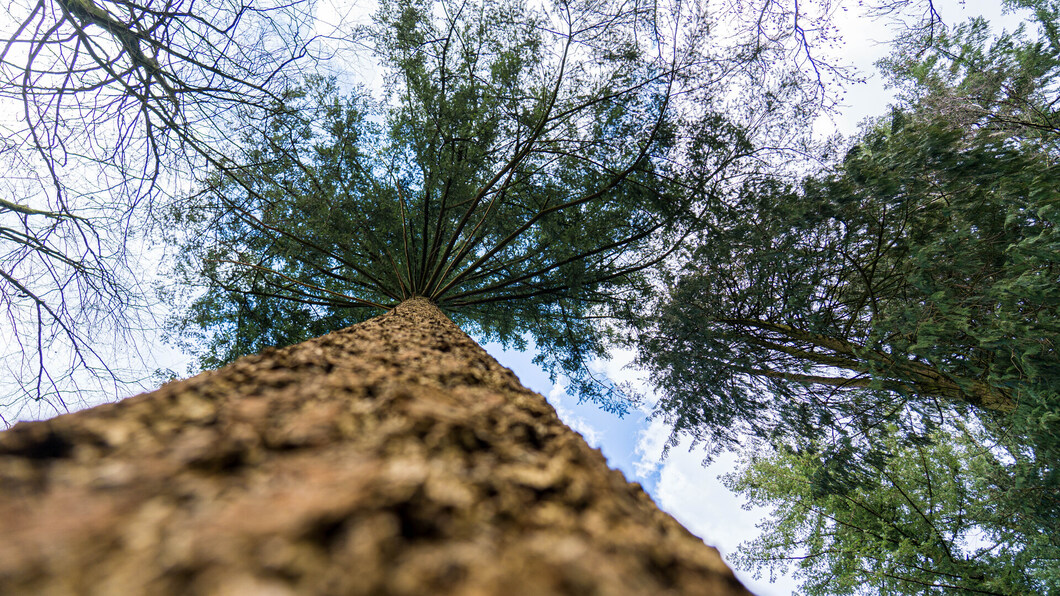 Afbeelding van een boom van onderaf gefotografeerd