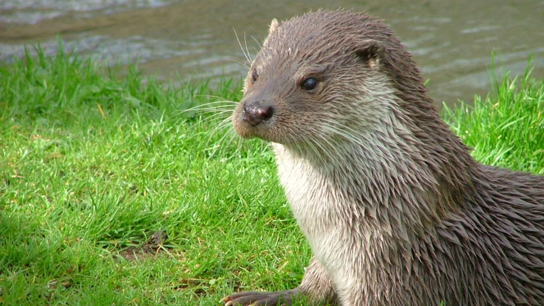 de otter welkom in den Bosch, foto: Catherinne Trigg de otter welkom in den Bosch foto: Catherinne Trigg