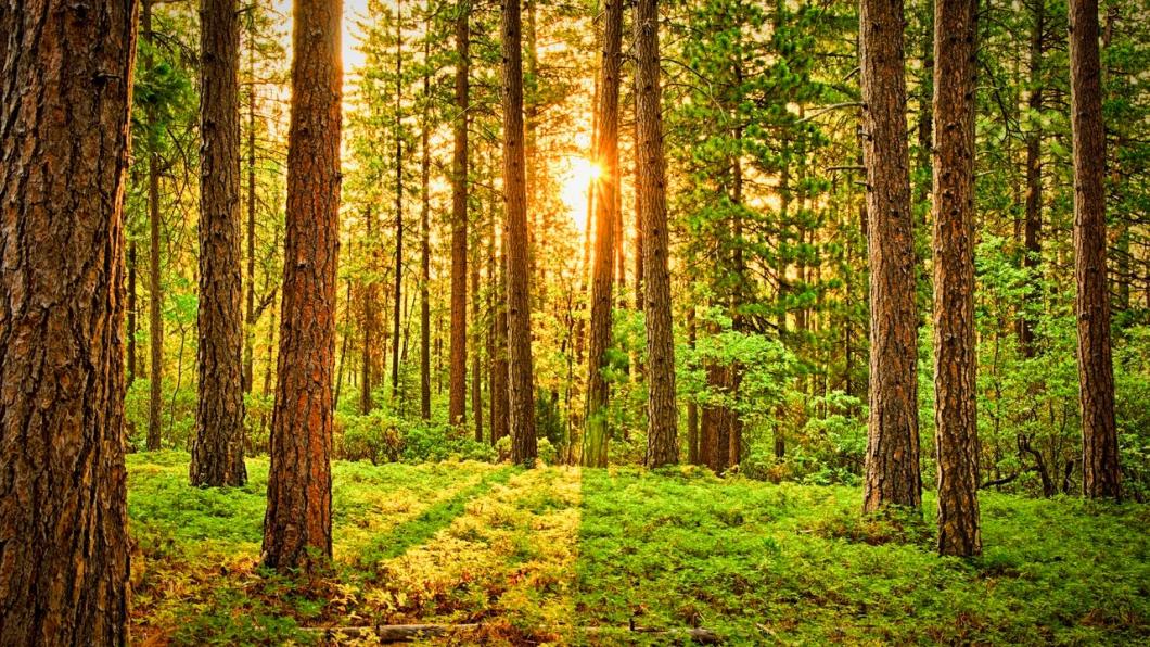 beautiful-bright-countryside-675949.jpg