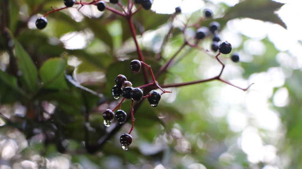 berries-3712359_1920 pixabay stockphoto oktober 2018.jpg