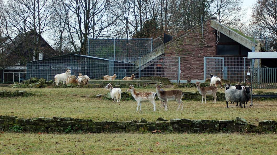 dierenparkje Saaren Den Bosch dierenparkje Saaren Den Bosch