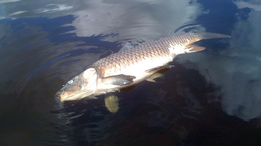 dode vis in het water stockfoto.jpg