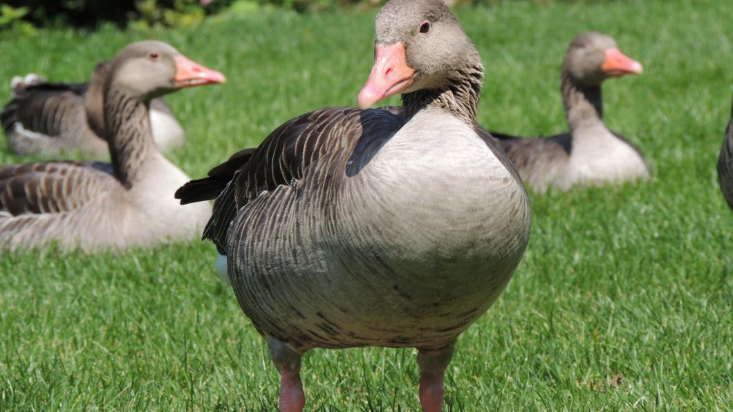 ganzen pixabay animals-geese-meadow-67600.jpg