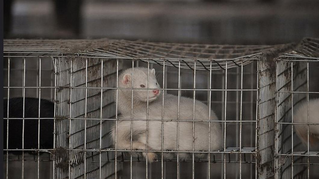 nertsenfokkerij Rios Mink webversie foto Animal Rights oktober 2015.jpg