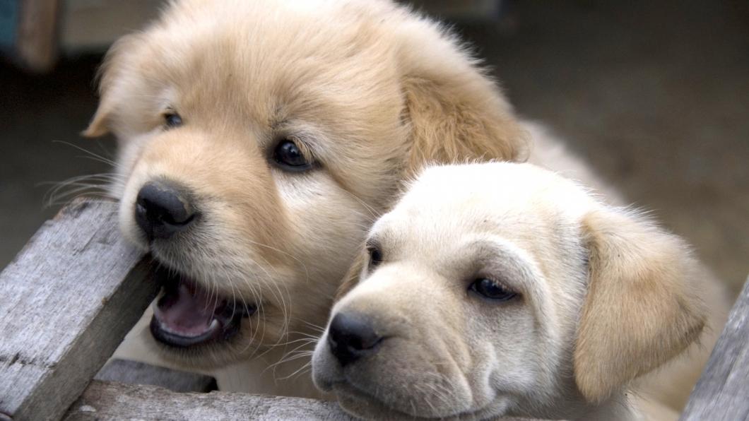 puppies rgb stockphoto.jpg