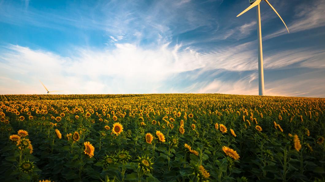 webversie windturbine in zonnebloemenveld stockfoto.jpg