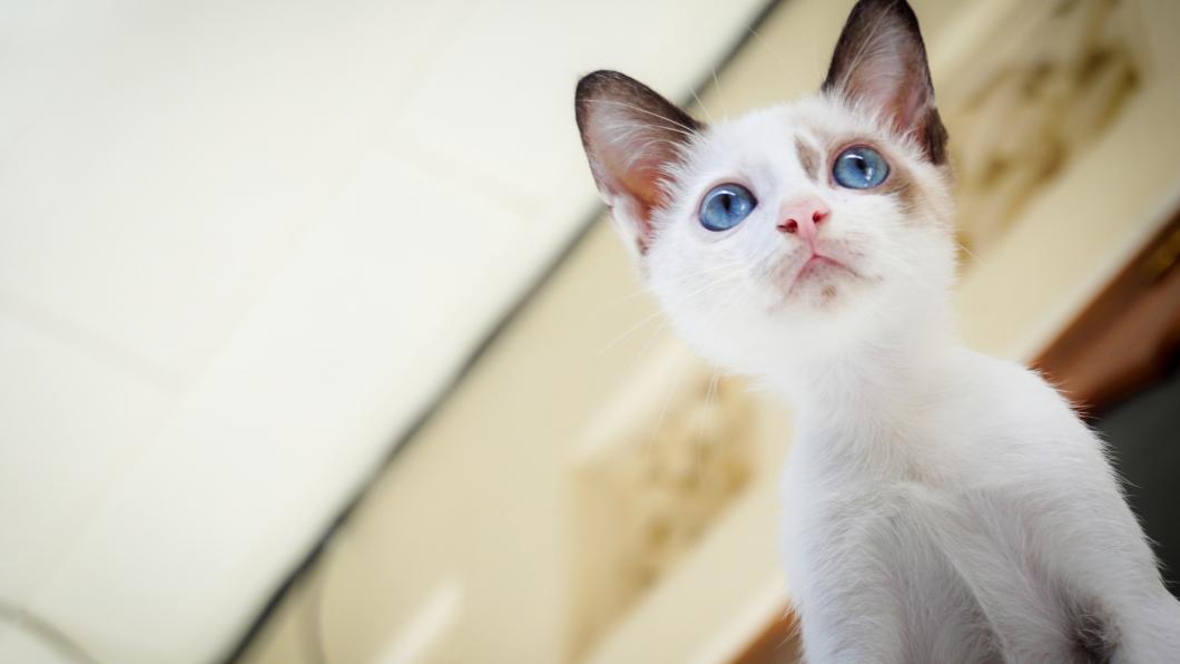 white cat pexels-photo-171216 dierenwelzijn.jpg