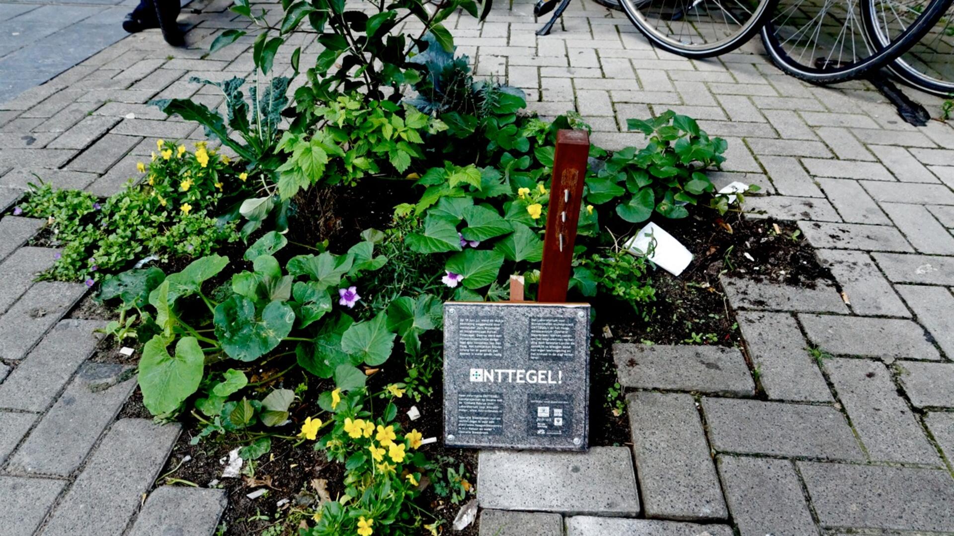 verwijderde tegels uit een stoep gevuld met planten