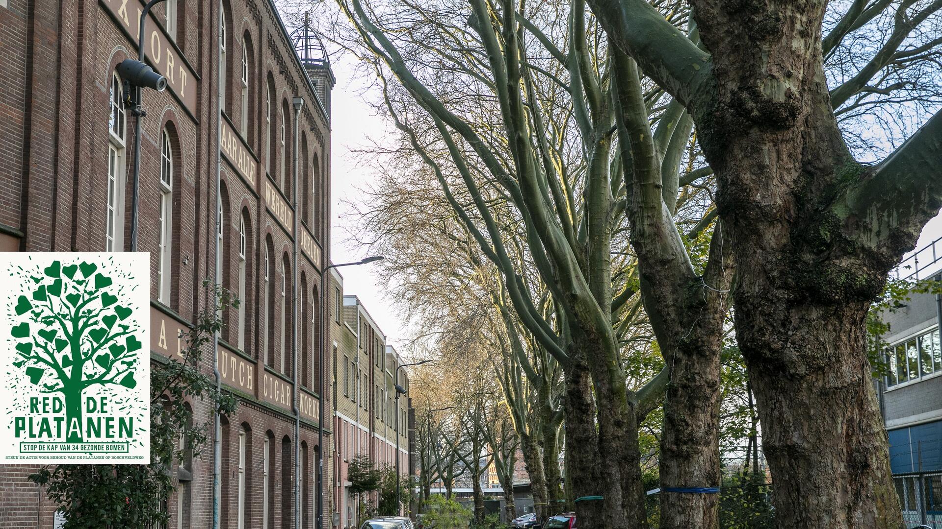 platanen aan de Boschveldweg + affiche red de platanen