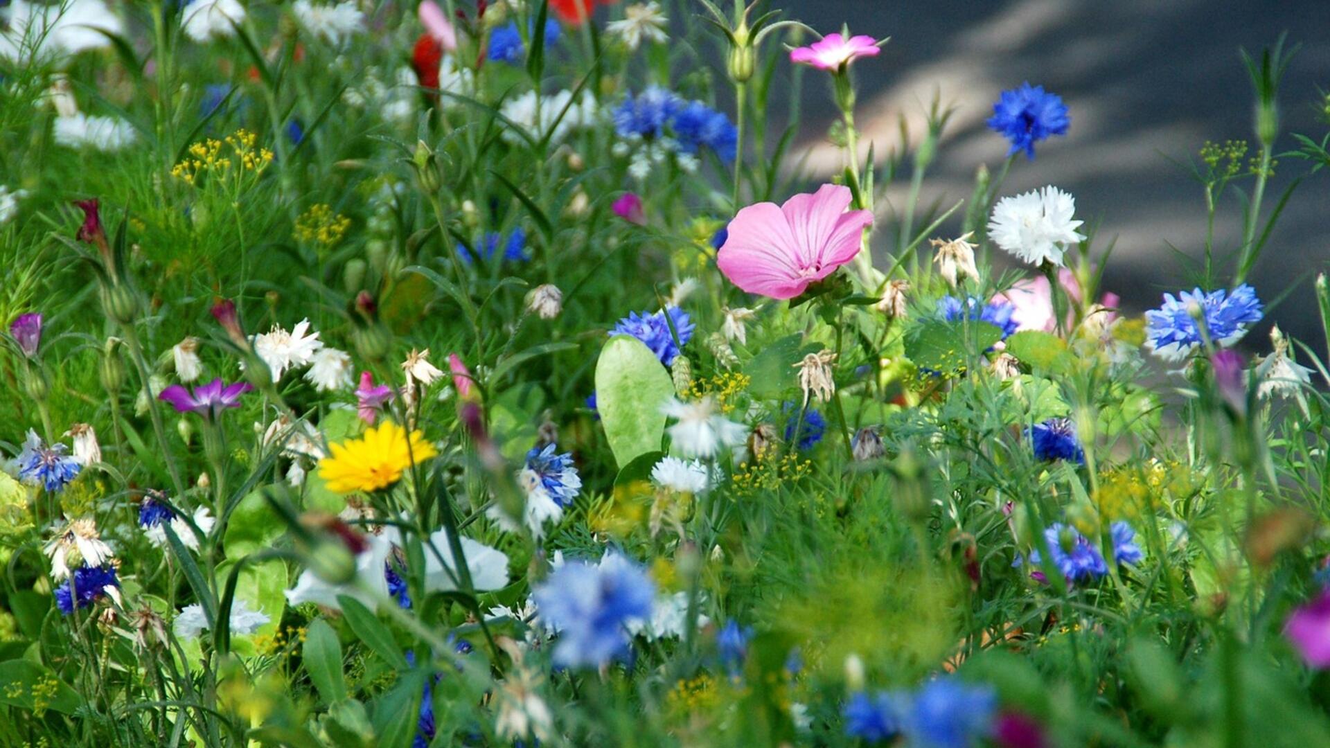 bloemen