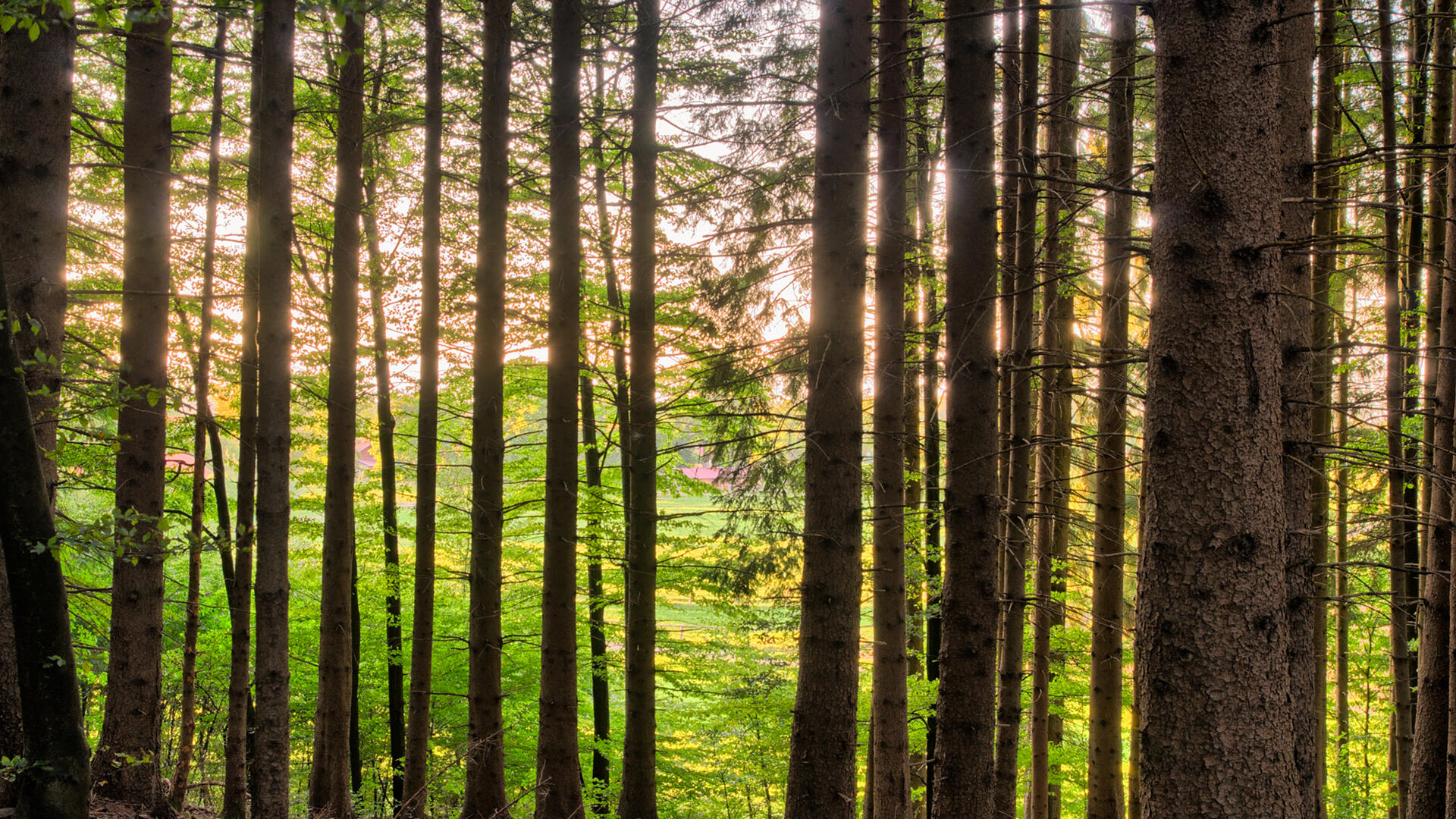 bomen in het bos rgbstock oktober 2015.jpg