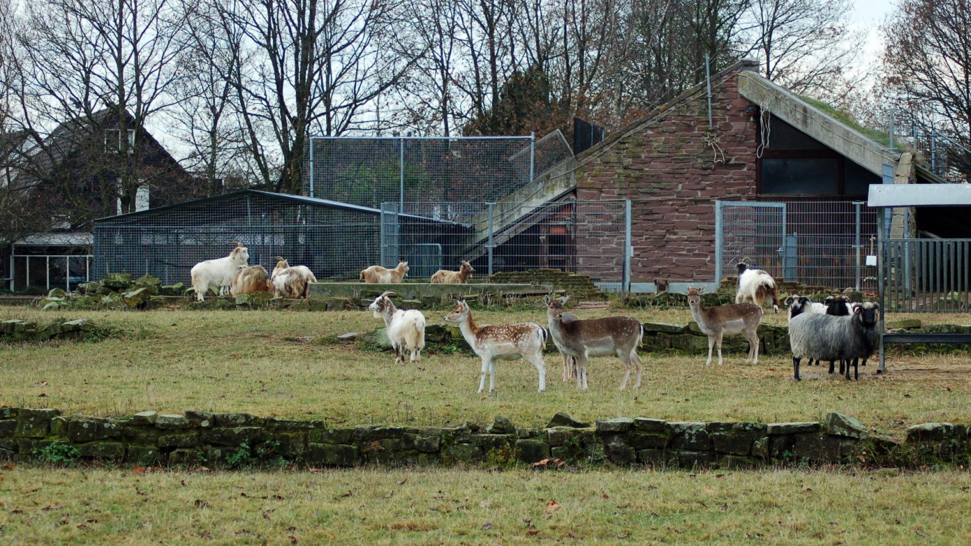 dierenparkje Saaren Den Bosch