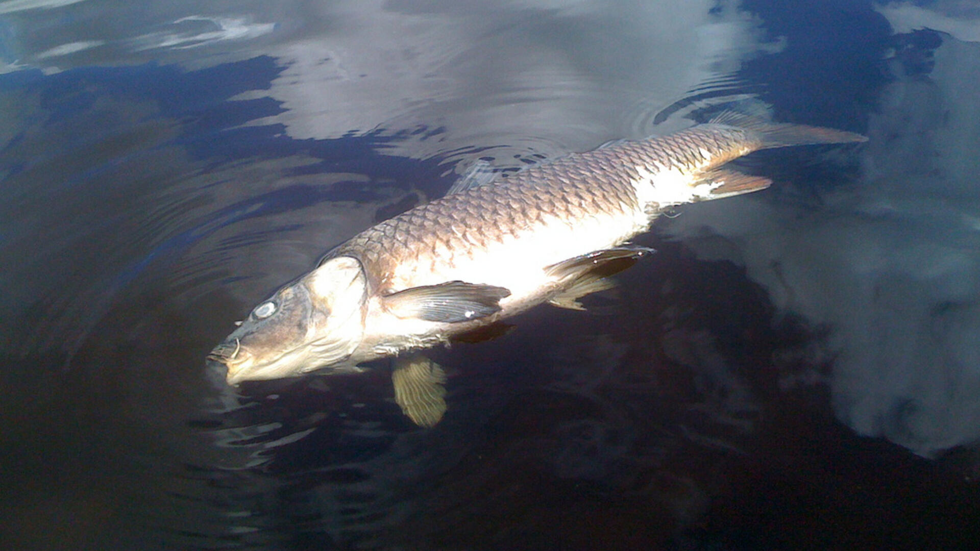 dode vis in het water stockfoto.jpg